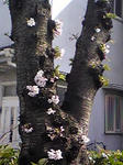 090405sakura.JPG