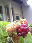 090606.JPG
