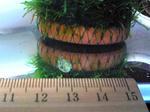 091112tibitibi.JPG