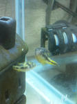 20100428tibikotu4.JPG
