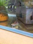20100429tibikotu-asa.JPG