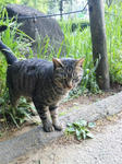 junsai-neko.JPG
