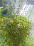 20100530fugunoki.JPG