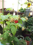 20100609berry2.JPG