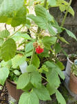 20100609berry.JPG