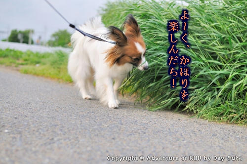 kiji_100522_002.jpg