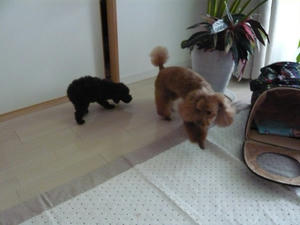 20101217-3.jpg