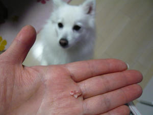 20110313-3.jpg