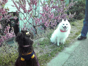20110409-1.jpg