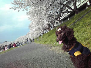 20110409-2.jpg