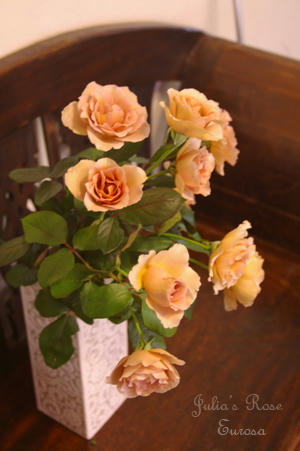 IMGP6847si.jpg