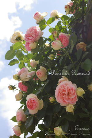 IMGP6365si.jpg