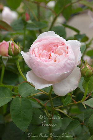 IMGP6200si.jpg