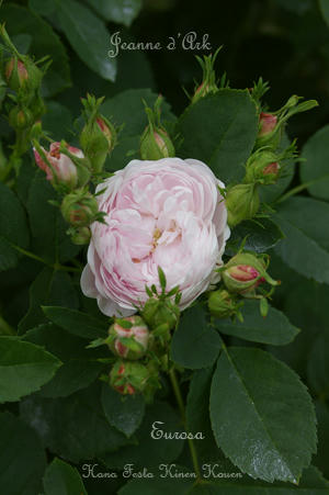 IMGP6442si.jpg