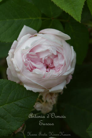 IMGP6277si.jpg