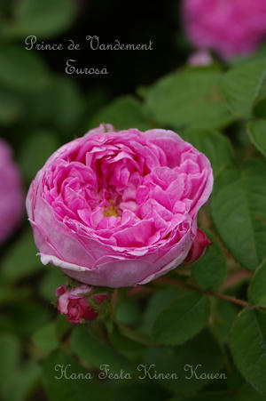 IMGP6293si.jpg