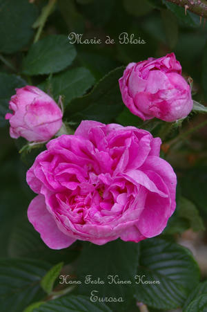 IMGP6296si.jpg