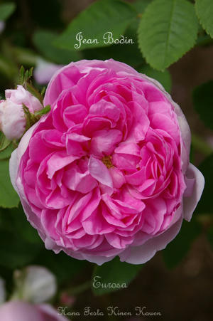 IMGP6303s.jpg