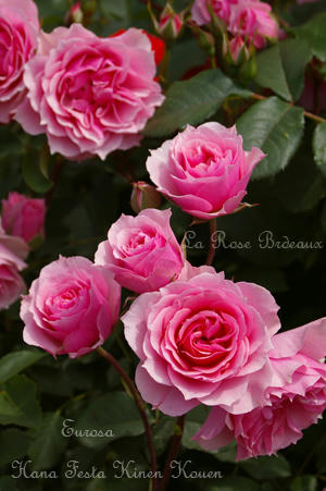 IMGP6337si.jpg