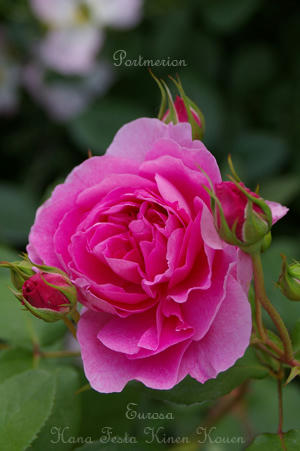 IMGP6344si.jpg