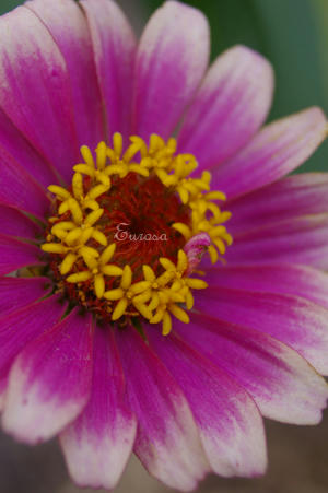 IMGP8938si.jpg