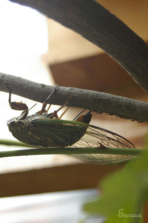 IMGP9098si.jpg
