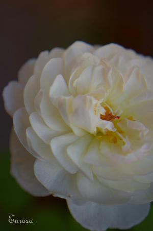 IMGP9780si.jpg