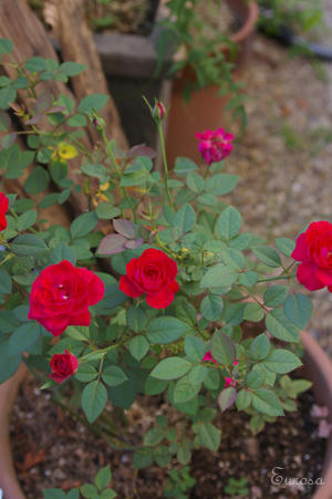 IMGP9770si.jpg