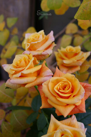 IMGP1390si.jpg