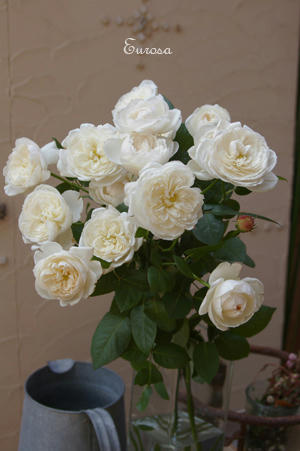 IMGP3693si.jpg