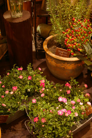 IMGP4772si.jpg