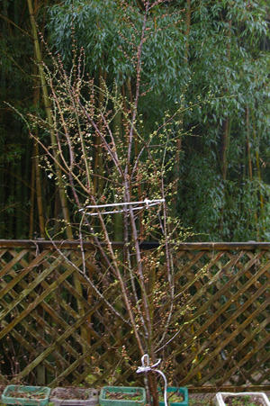 IMGP5003si.jpg