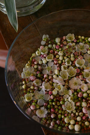 IMGP5099si.jpg