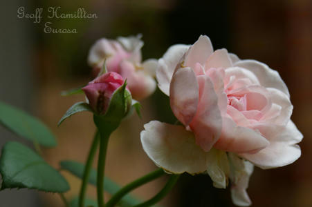 IMGP6913si.jpg
