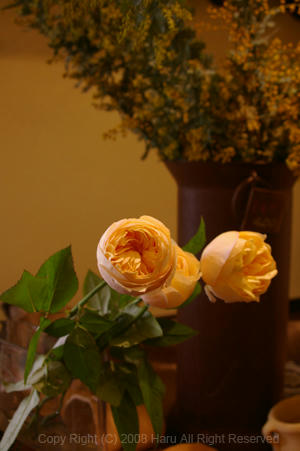 IMGP4815si.jpg