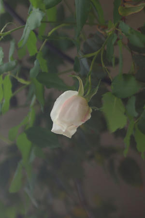 IMGP5722si.jpg
