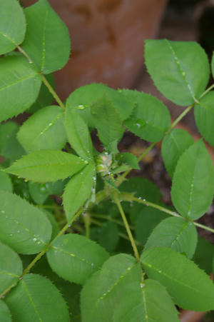 IMGP5728si.jpg