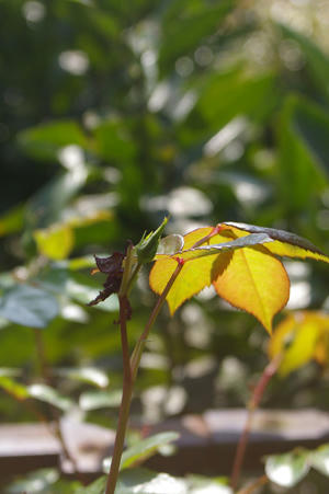IMGP5685si.jpg