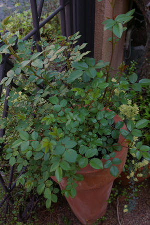 IMGP5691si.jpg