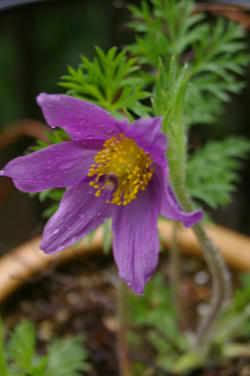 IMGP5726si.jpg