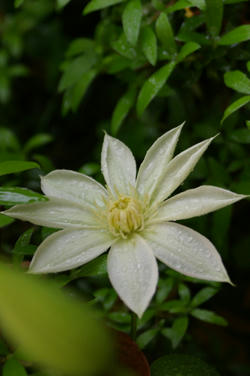 IMGP5730si.jpg