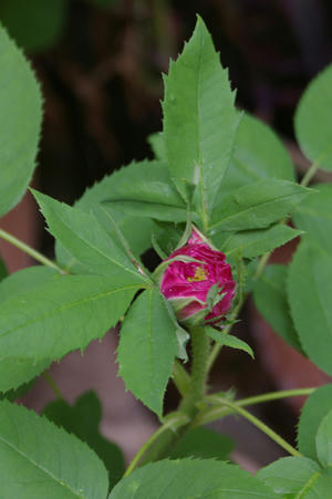 IMGP5786si.jpg