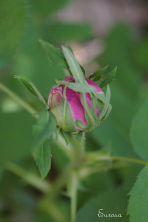 IMGP5823si.jpg
