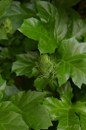 IMGP5821si.jpg