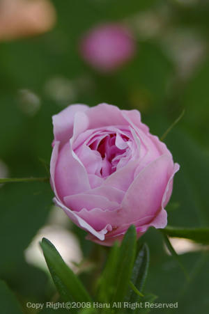 IMGP5991si.jpg