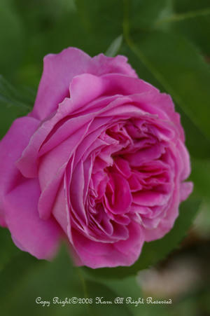 IMGP5989si.jpg