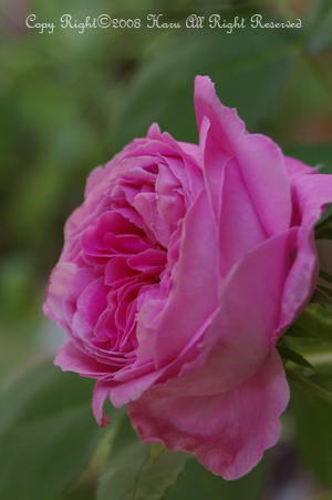 IMGP5995si.jpg