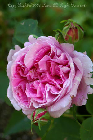 IMGP6136si.jpg