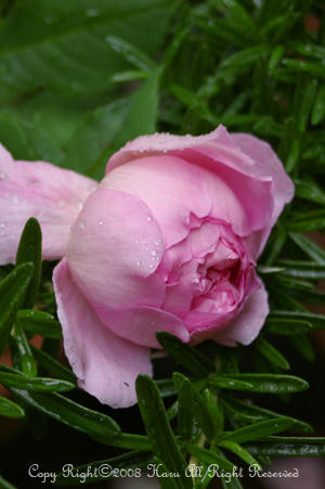 IMGP6059si.jpg