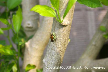 IMGP6263si.jpg